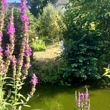 Будинок з власною копанкою Рибалка та природа