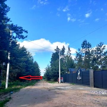 Соснова