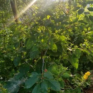 Жековский дом в городе Радомышль