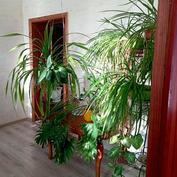 Вишнева вул.