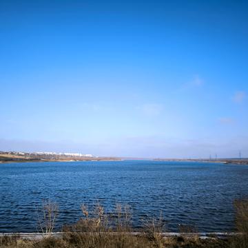 Виноградна