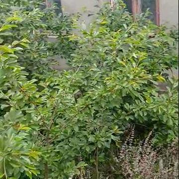 Продам, здам в оренду дом вул Столярна 87