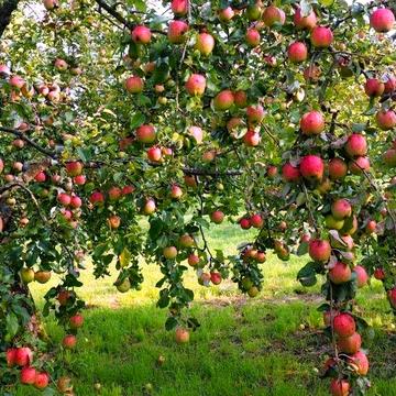 Продам дом в Чугуеве