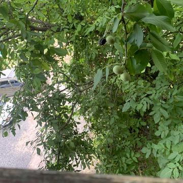 Сдам 3 комнатную квартиру.на долгий и не долгий срок. Без залогов.