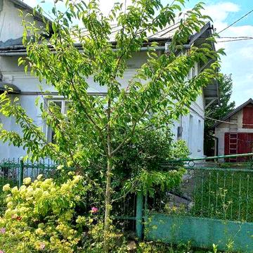 Продам будинок в м.Бучач по вул.Торгова (половина)