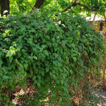 Продам дачу з будиночком