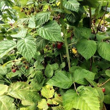 Продаж 3к Дім Незалежності вулиця