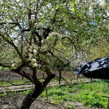 Продається будинок, господарство, дача. Торг!