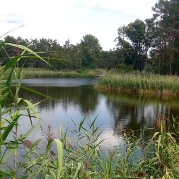 Продам дачу в садовому товаристві с. Червона Слобода