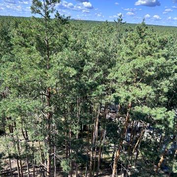Продам квартиру з сосною у вікні. 2 кімнатна квартира в центрі міста