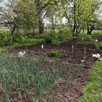 Земельна ділянка 18 соток з будинком, Макарівка (Чернігівська обл.)