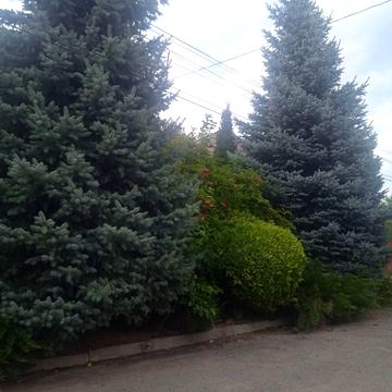 Рожевий пров., 2