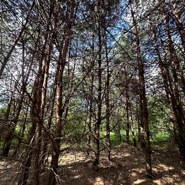 Паланки, Яворівський, Львівська область 33000.0 USD