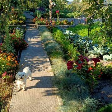 Продам дачу для життя та відпочинку