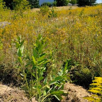 Нова пошта, Білогородка, Бучанський, Київська область 15000.0 USD