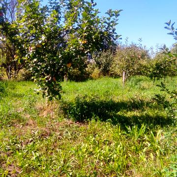 Сосонка вул.