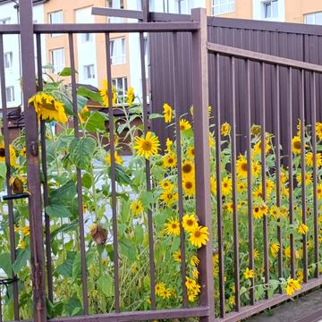 Героїв Крут вул., 8