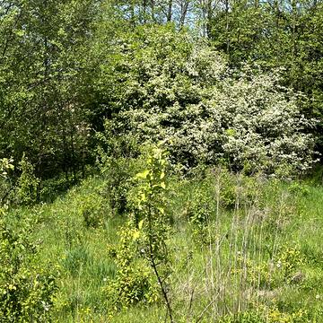 Зарванці, Вінницький, Вінницька область 10000.0 USD