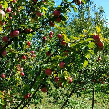 Продам будинок село Семенівка!