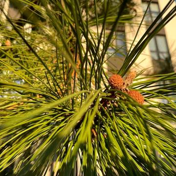 Продаж 1 квартири Paradise Avenue Панорамна2 Без% Крюківщина ГЕНЕРАТОР ЖК Paradise Avenue