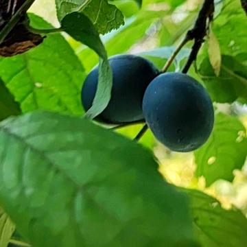Продам дачу в місті