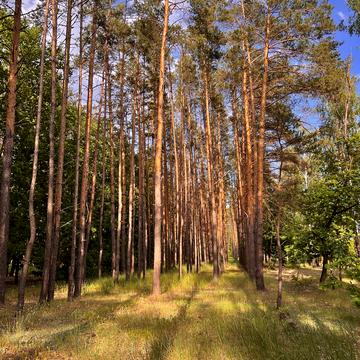 Гостомель, Бучанський, Київська область 8000.0 USD