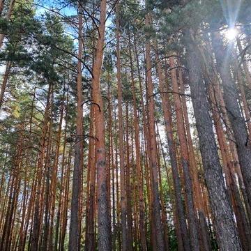 с. Микуличі, Немешаєво, Ворзель, Буча. 20 км від Києва. Дача у лісі!