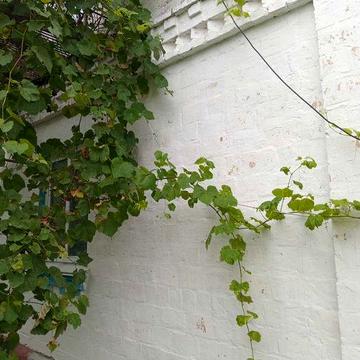 Здам будинок за Борисполем - смт Баришівка. Є відео огляд