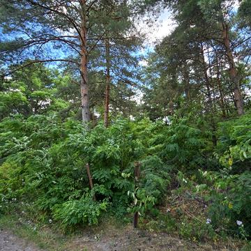 Сосновий провулок