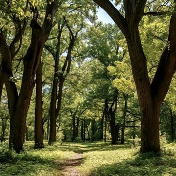 Лісники, Обухівський, Київська область 66000.0 USD