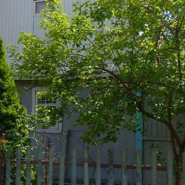 Дачна ділянка з будиночком