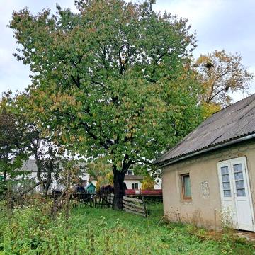 Будинок у селі Стара Жадова (центр Майдану) 25 соток