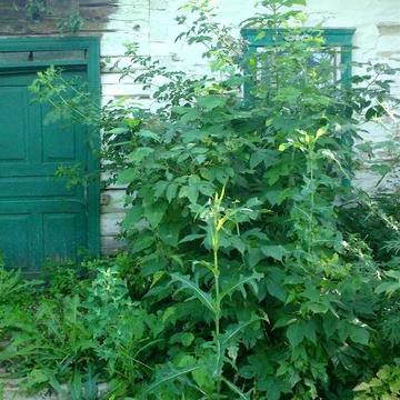Продаю Будинок з земельною ділянкою в центрі села