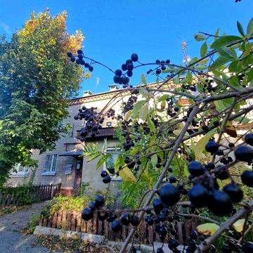 Продам 2к квартиру цегляний будинок автономка! лівий берег