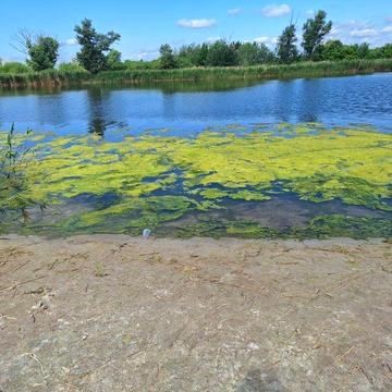 Туристична база відпочинку в сосновому лісі