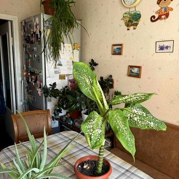 2х кім.квар.В блочно-цегляному будинку .вул. Средньофонтанська