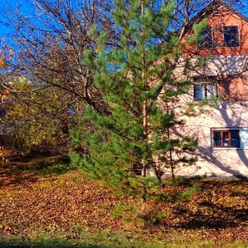 Продам усадьбу в с.Мохнач (Змиевской р-н)