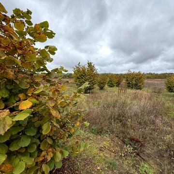 Рови, Вишгородський, Київська область 28000.0 USD