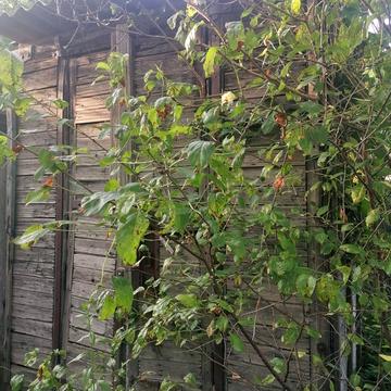 центральна