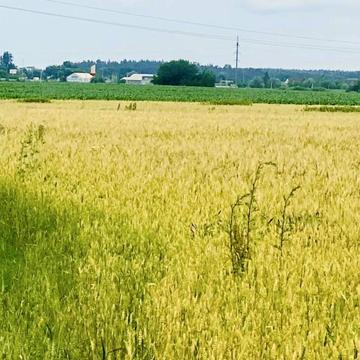 Бузова, Бучанський, Київська область 23000.0 USD