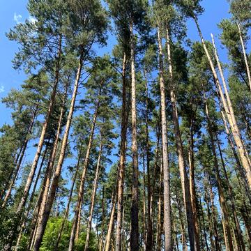 Колонщина, Бучанський, Київська область 35000.0 USD