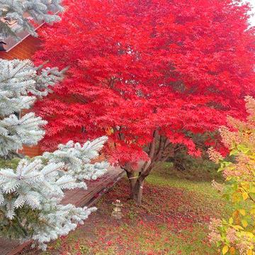 Продаж будинку 350 м2, ділянка 24 сот.Бомбосховище, Сауна, Парк.