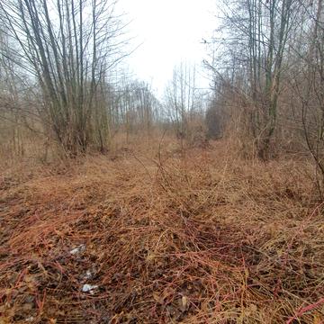 Новосілки, Фастівський, Київська область 455000.0 USD