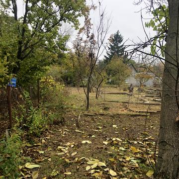 Виноградна