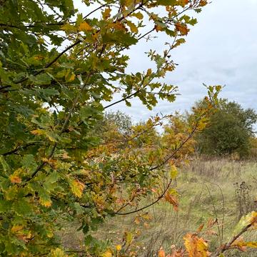 Микуличі, Бучанський, Київська область 15000.0 USD