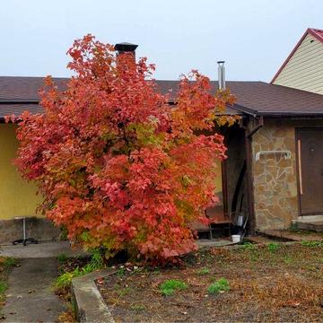 Будинок з опаленням, грубка, погріб, басейн, сауна, Українське село