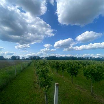 Блиставиця, Бучанський, Київська область 264600.0 USD