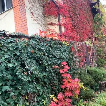 1 кімнатна квартира, пропозиція від власника