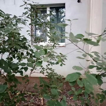 Продам свою 1 комнатную квартиру