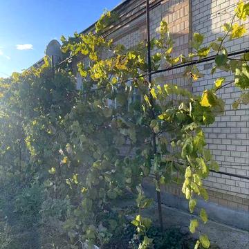 Довгострокова оренда будинку в центрі міста Богуслав